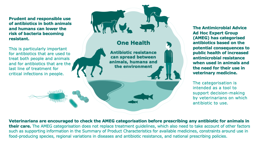 can humans take amoxicillin prescribed for dogs